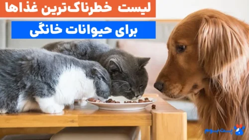 فراهم کردن غذاهای ممنوعه برای حیوانات خانگی به قیمت جانشان تمام شود.