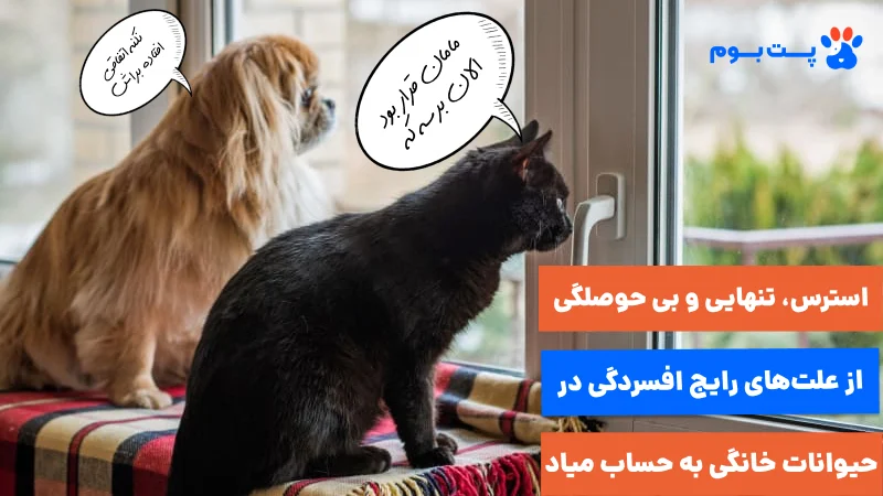 استرس، تنهایی و بی حوصلگی از علت های رایج افسردگی در حیوانات خانگی به حساب میان