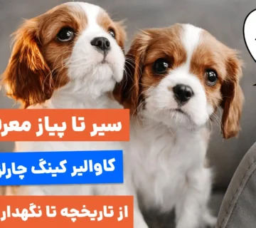 راهنمای جامع نژاد سگ کاوالیر کینگ چارلز اسپنیل