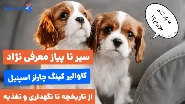 0 تا 100 نژاد سگ کاوالیر کینگ چارلز اسپنیل؛ سلطنتی ولی بامرام!
