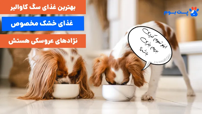 بهترین غذای سگ کاوالیر کینگ چارلز اسپنیل، غذای خشک مخصوص نژادهای عروسکی هستش