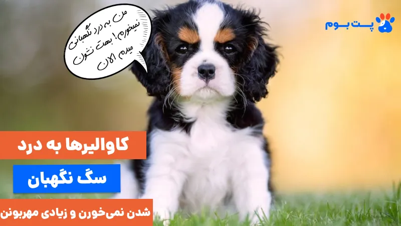 سگکاوالیر به درد سگ نگهبان شدن نمیخوره و زیادی مهروبنن
