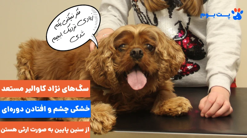 سگهای نژاد کاوالیر مستعد خشکی چشم و افتادن دورهای از سنین پایین به صورت ارثی هستن