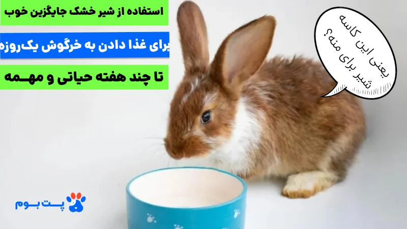 ستفاده از شیر خشک جایگزین و مناسب (مانند شیر بچه گربه یا شیر بز) و ابزاری مثل سرنگ، برای دادن غذای بچه خرگوش یک روزه تا چند هفته حیاتیه.