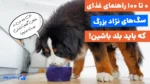 بهترین رژیم غذایی سگ‌های نژاد بزرگ از تولگی تا بلوغ!