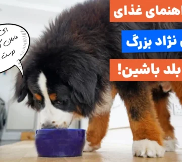 سیر تا پیاز رژیم غذایی سگ‌های نژاد بزرگ