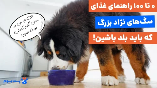 بهترین رژیم غذایی سگ‌های نژاد بزرگ از تولگی تا بلوغ!