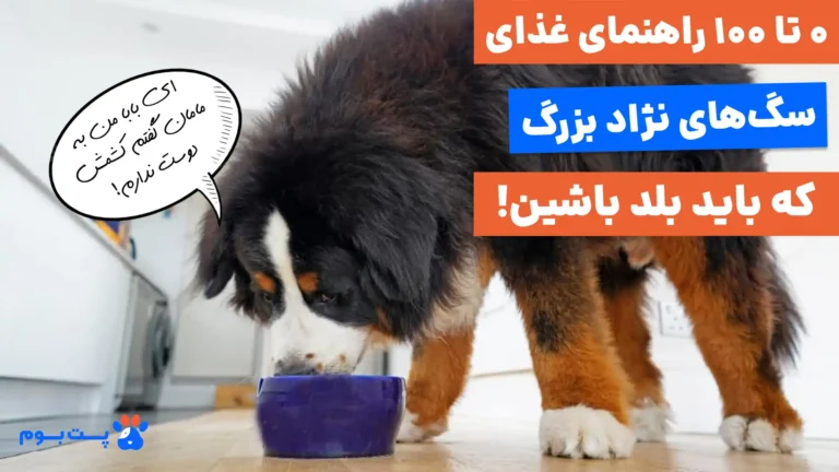 بهترین رژیم غذایی سگ‌های نژاد بزرگ از تولگی تا بلوغ!