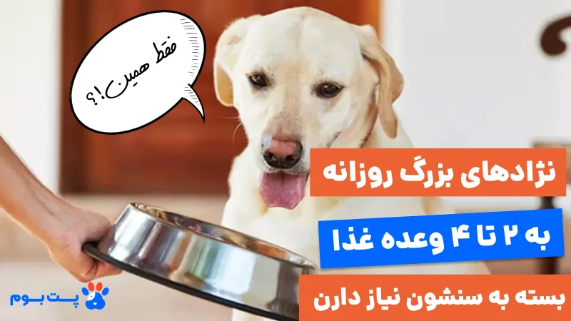 نژادهای بزرگ روزانه به 2 تا 4 وعده غذا بسته به سنشون نیاز دارن