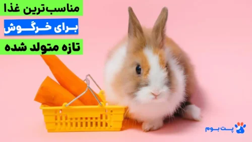 نگهداری از بچه خرگوش تازه متولد شده، یکی از حساس‌ترین کارهاییه که نیاز به دقت و اطلاعات کامل داره.
