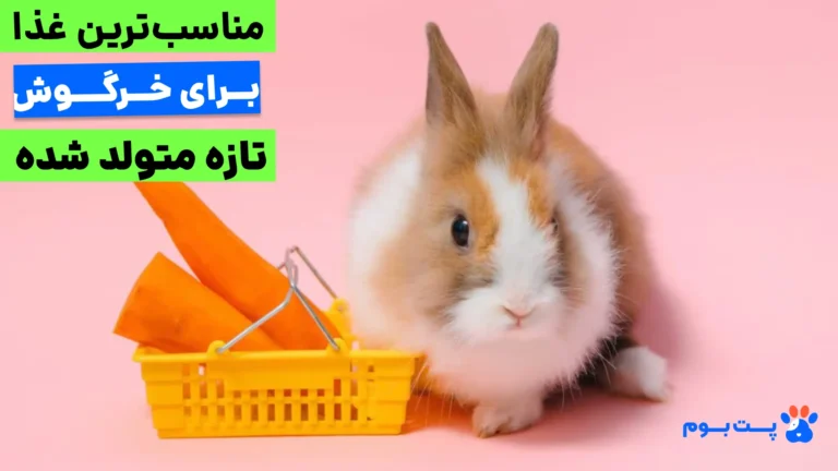مناسب‌ترین غذای خرگوش تازه متولد شده کدومه؟