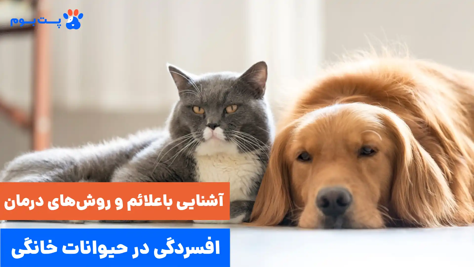 علائم و درمان افسردگی در حیوانات خانگی