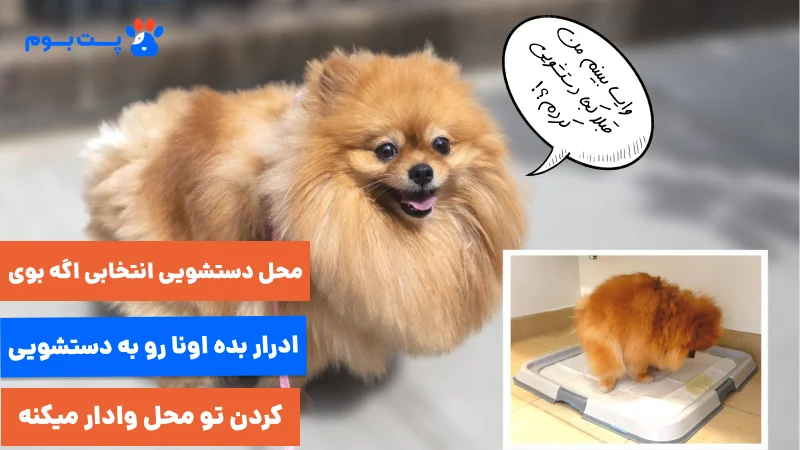 محل دستشویی انتخابی اگه بوی ادرار بده، اونا رو به دستشویی کردن تو محل وادار میکنه