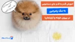 آموزش دستشویی به سگ پامرانین تنها در 8 قدم! (آپارتمان+ حیاط)