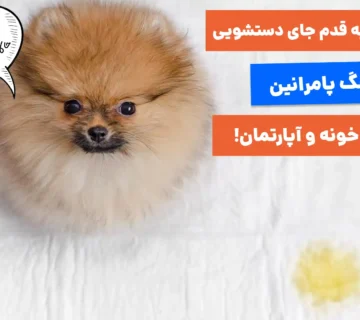 آموزش دستشویی به سگ در بیرون خانه و آپارتمان