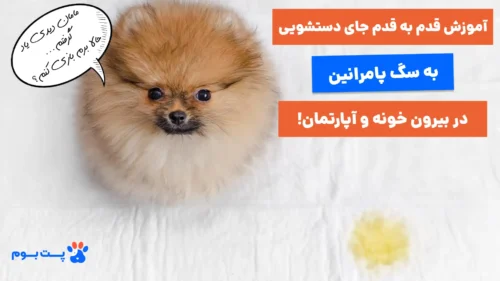 آموزش دستشویی به سگ در بیرون خانه و آپارتمان