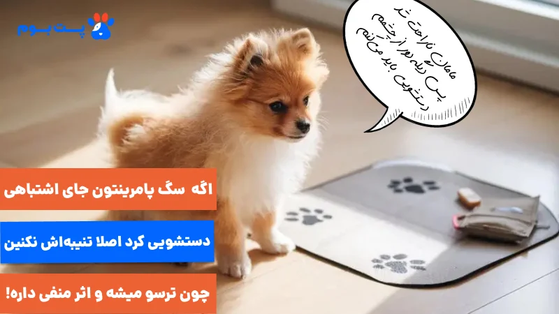 مدیریت اشتباهات رایج در آموزش دستشویی به سگ پامرانین