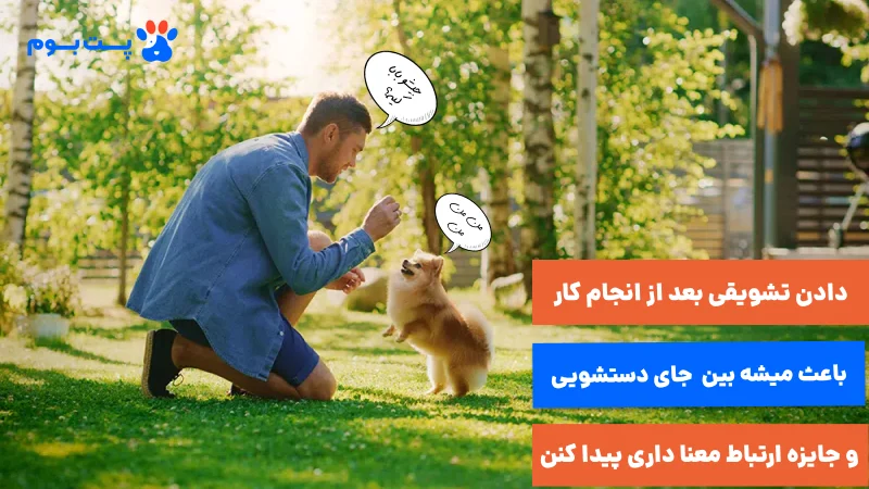 تشویقی برای تربیت سگ پامرانین  برای دستشویی کردن