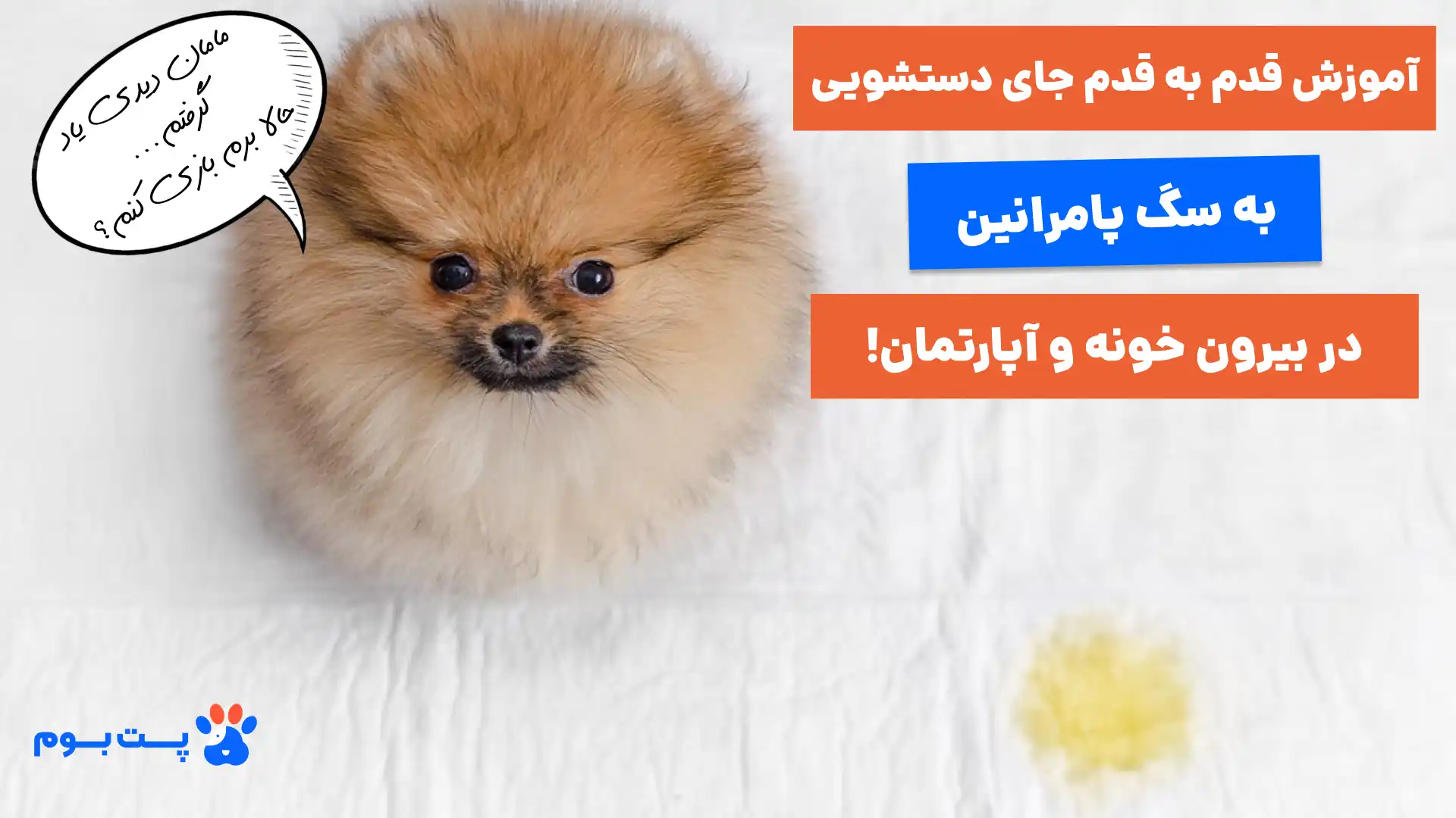 آموزش دستشویی به سگ در بیرون خانه و آپارتمان