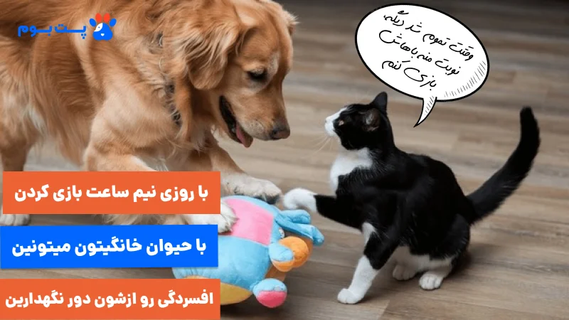 با روزی نیم ساعت بازی کردن با پتتون، باعث پیشگیری و درمان افسردگی حیوان خانگی شوید