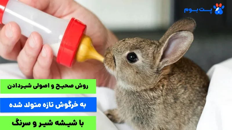 پوزیشن صحیح شیر دادن (روی شکم) از ورود شیر به ریه و خفگی بچه خرگوش جلوگیری می‌کنه. این نکته برای غذای خرگوش تازه متولد شده بسیار مهمه