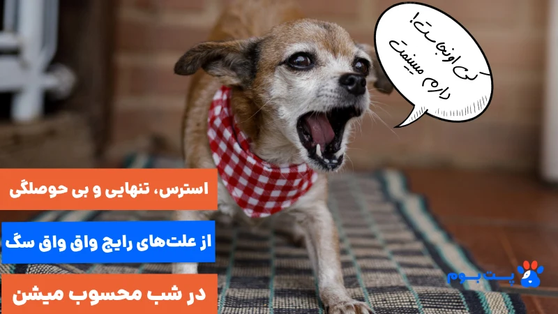 استرس، تنهایی و بی حصولگی از علتهای رایج پارس سگ در شب به حساب میاد
