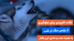 5 نکته کاربری برای جلوگیری از پارس سگ در شب