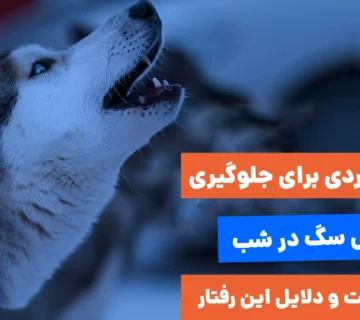 نکات کاربردی برای جلوگیری از پارس سگ در شب