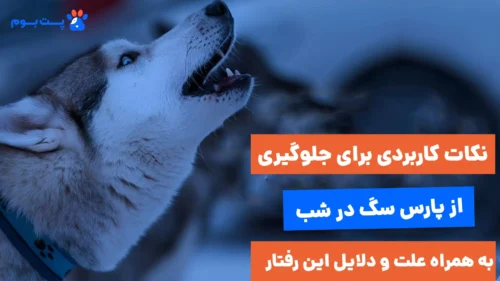 نکات کاربردی برای جلوگیری از پارس سگ در شب