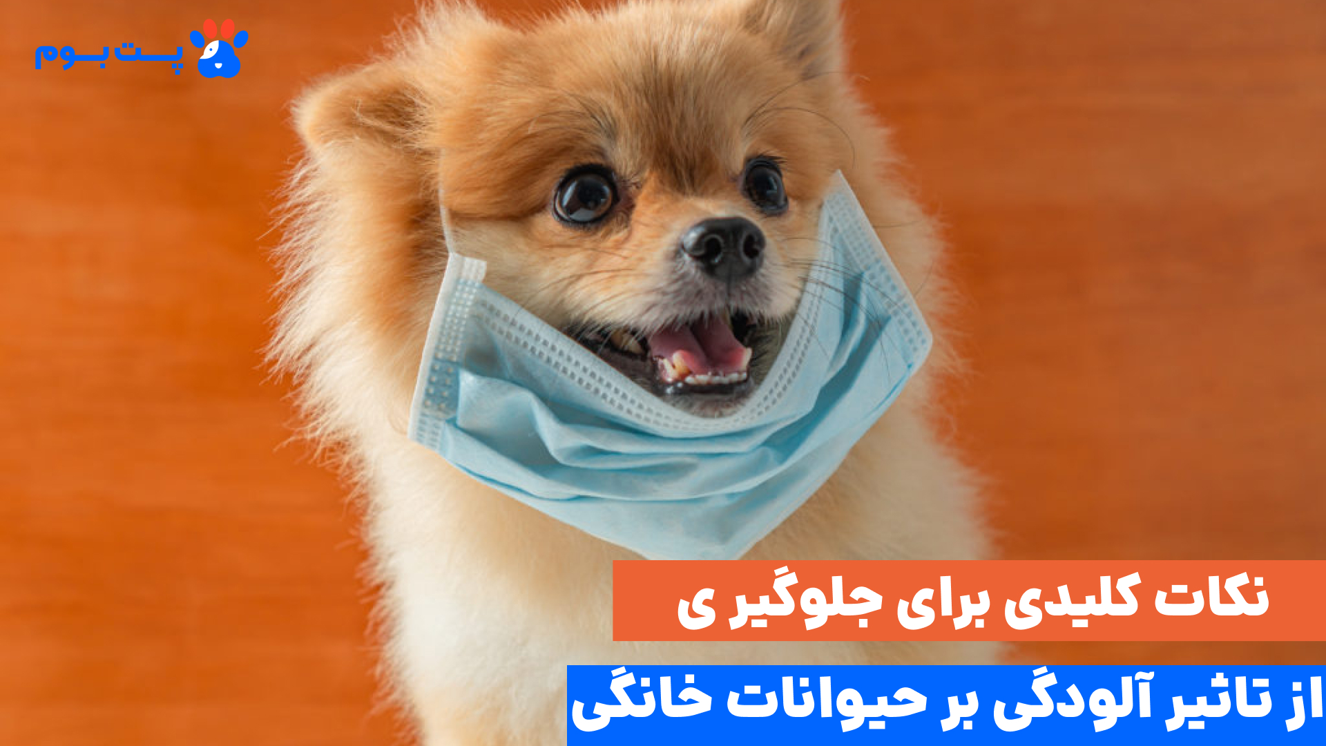 آلودگی هوا برای حیوانات خانگی خطرناک‌تر از انسان‌هاست؛ چون آن‌ها سریع‌تر نفس می‌کشند و به زمین نزدیک‌ترند.