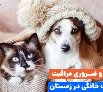 زمستان فصل سخت و زیبایی برای نگهداری پت هاست. به شرطی که اصول مراقبت از حیوانات خانگی در زمستان رو رعایت کنیم.