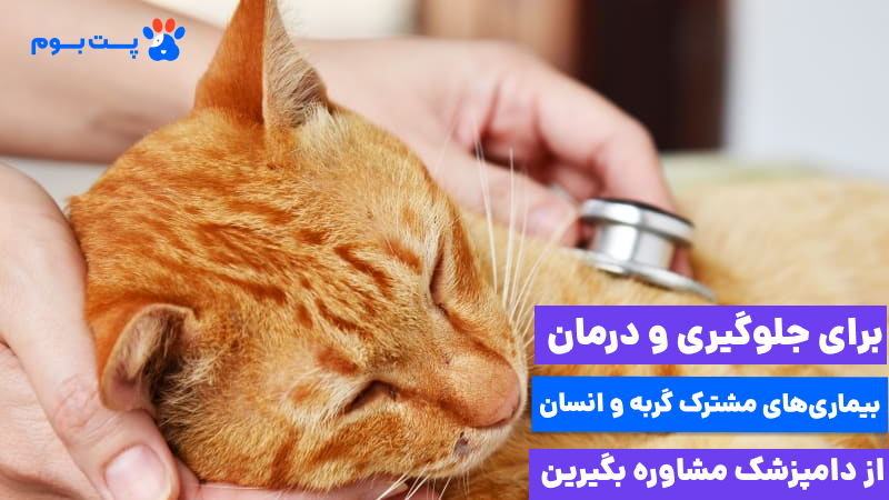 بیماری گربه برای کودکان