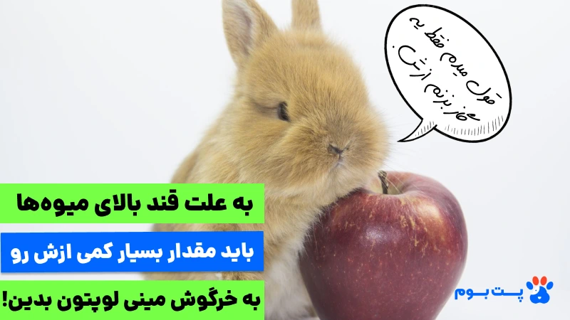 میوهها به دلیل قند بالا، فقط باید به عنوان تشویقی و در مقادیر بسیار کم (اندازه یک بند انگشت) به خرگوش مینی لوپ داده شوند.