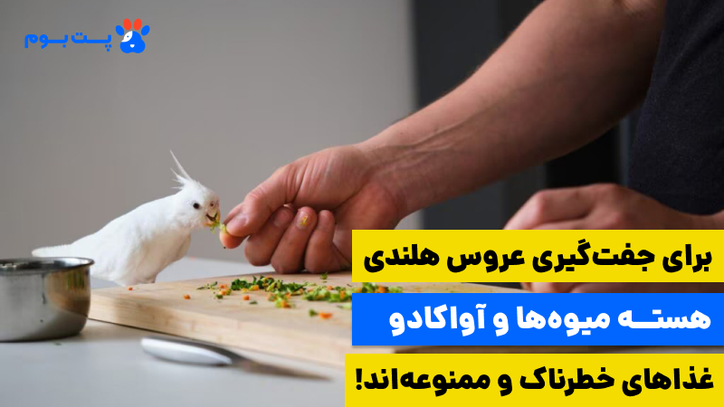Feeding cockatiel birds تغذیه عروس هلندی برای جفت شدن