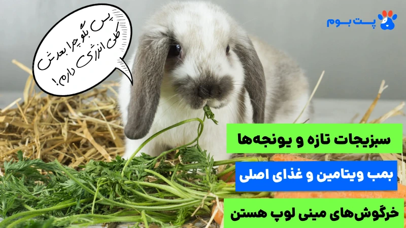 سبزیجات تازه باید بخش کوچکی از رژیم روزانه خرگوش مینی لوپ باشند. تنوع در سبزیجات به تأمین ویتامینهای مختلف کمک میکند.