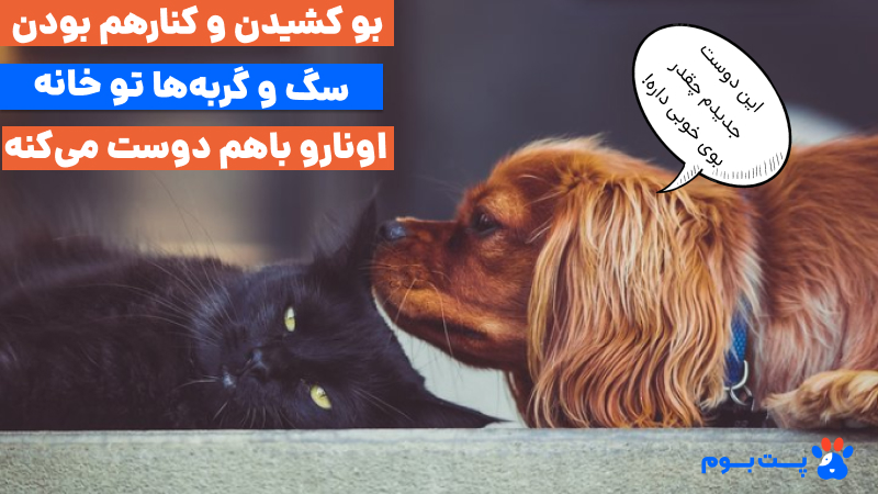 نگهداری سگ و گربه کنار هم