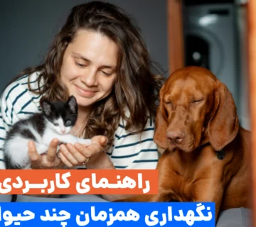 رویای نهایی بسیاری از ما نگهداری همزمان چند حیوان خانگی و رسیدن به نقطه‌ای که سگ و گربه‌مان با آرامش و صلح کنار هم زندگی کنند.