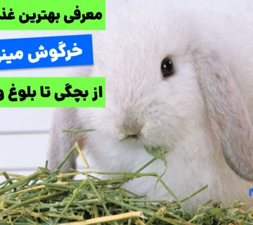 تغذیه صحیح، پایه و اساس سلامت و طول عمر خرگوش‌های مینی لوپ است. یونجه باکیفیت بهترین غذای خرگوش مینی لوپ باید همیشه در دسترس آن‌ها باشد.