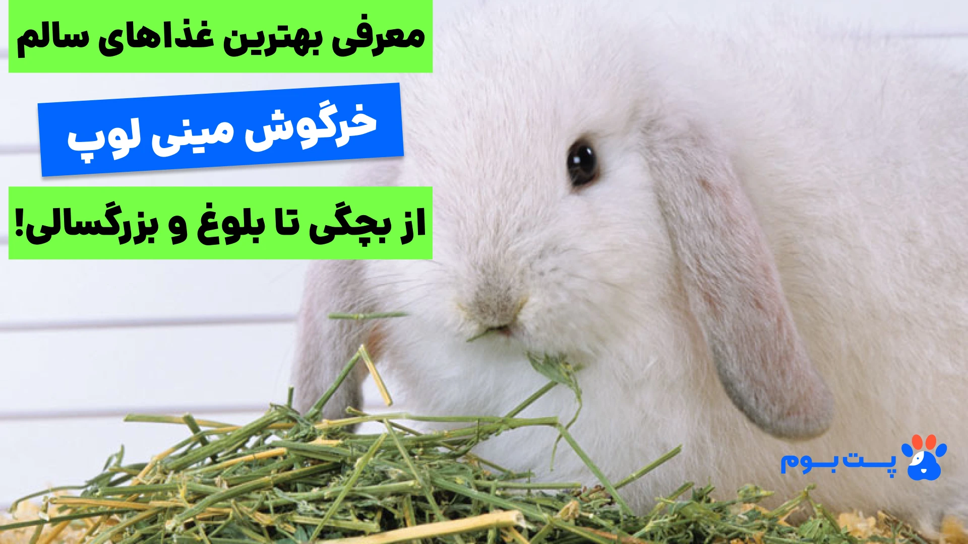 بهترین غذای خرگوش مینی لوپ (از بچگی تا بزرگسالی) چیه؟