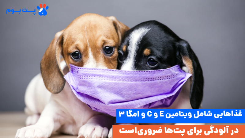 آلودگی هوا و حیوانات خانگی