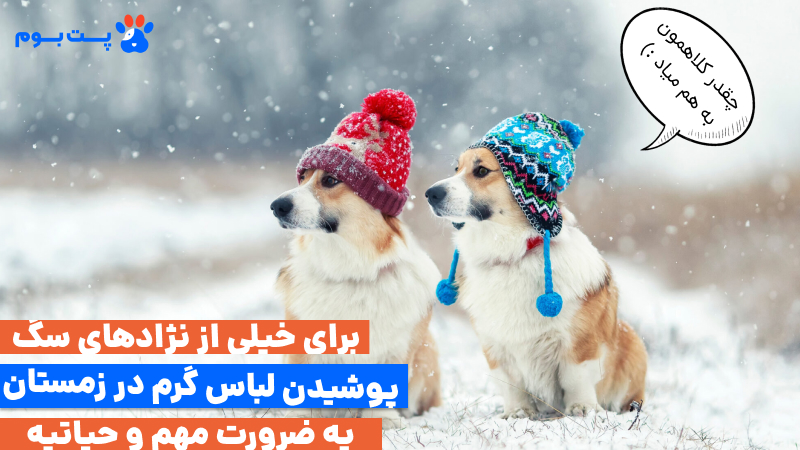 مراقبت از حیوانات خانگی در زمستان