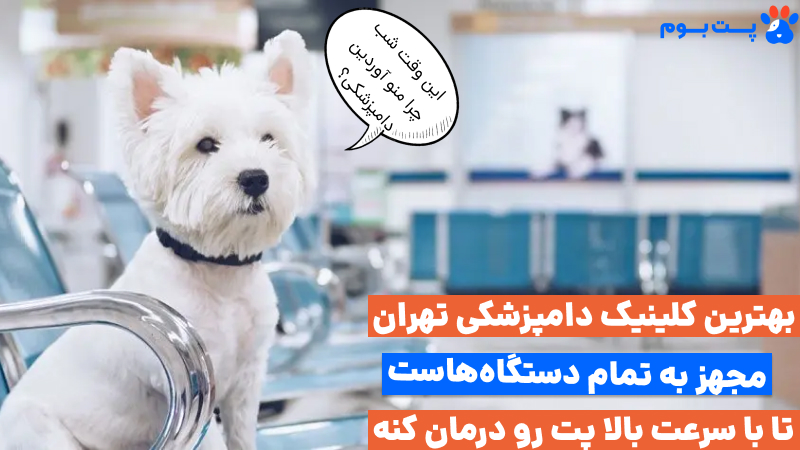 آدرس دامپزشک حیوانات خانگی