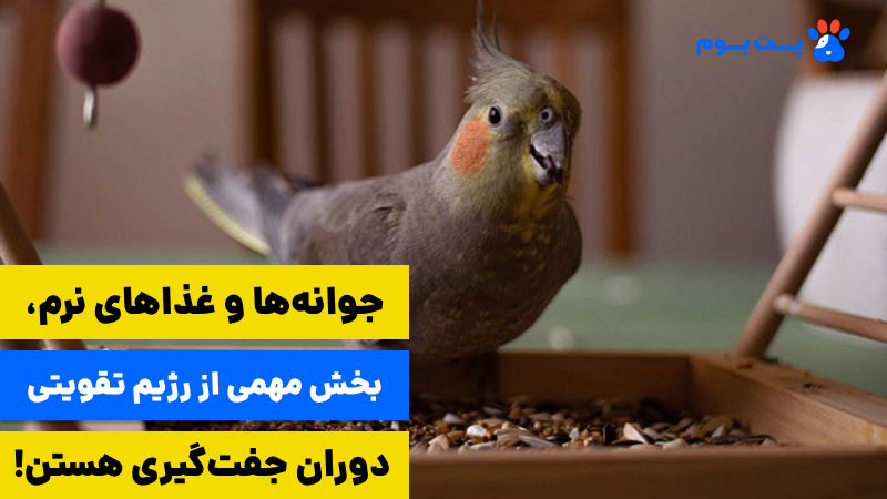 تغذیه عروس هلندی در زمان جفت نباید شامل شکلات، آواکادو، هسته میوها و نمک یا شکر باشند.