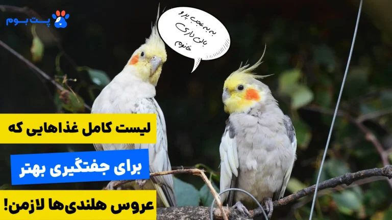 راهنمای مرحله‌به‌مرحله تغذیه عروس هلندی برای جفت شدن و تخم‌گذاری موفق