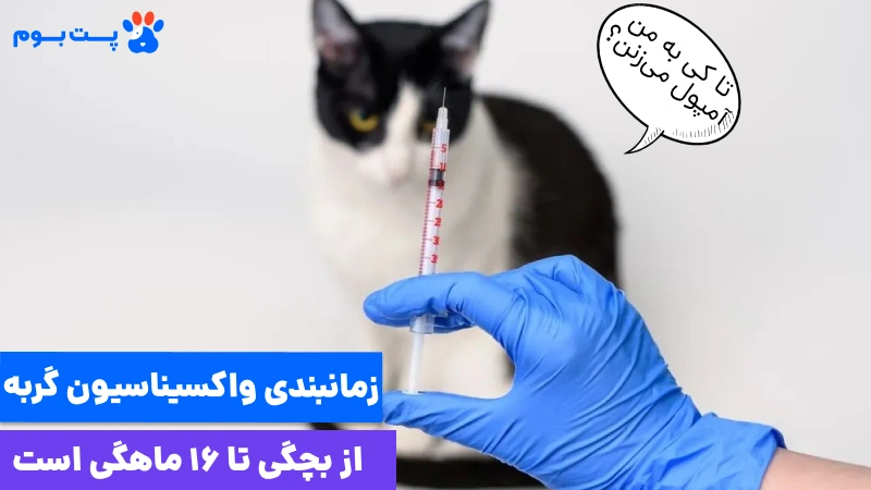 بهترین واکسن برای گربه