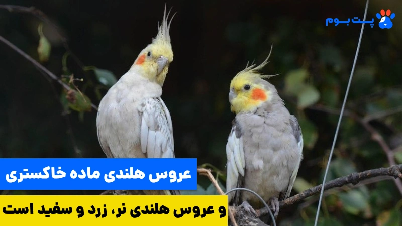 تشخیص جنسیت عروس هلندی