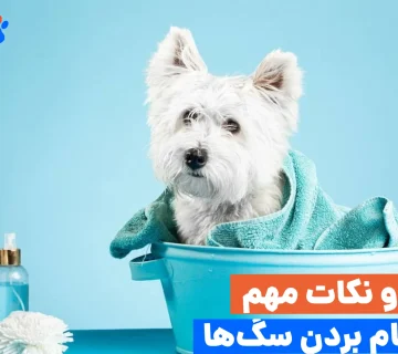 انتخاب دمای مناسب آب و شامپوی ملایم، اولین قدم برای حمام بردن سگ به صورت اصولی و بدون ایجاد ترس در حیوانه.