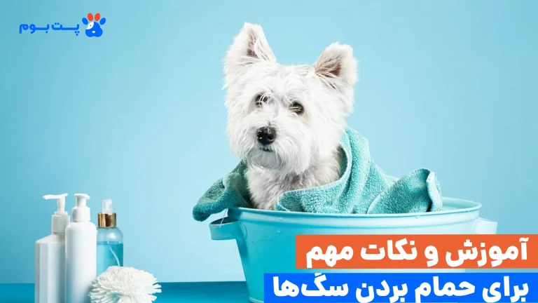 راهنمای کامل شستن سگ و آموزش قدم‌به‌قدم حمام بردن سگ‌‌ها