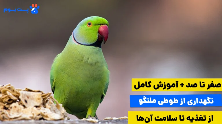 راهنمای کامل نگهداری از طوطی ملنگو؛ از مراقبت و تغذیه تا سلامت