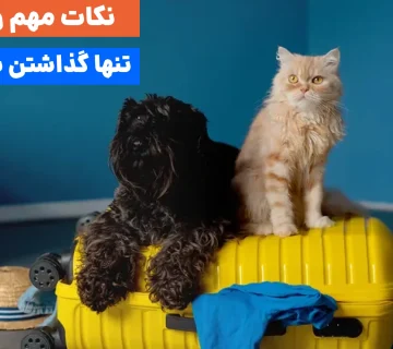 قراره بری سفر و نگرانی که با تنها ماندن پت در خانه چیکار کنی؟ این چک‌لیست طلایی برای نگهداری از پت هنگام مسافرت، تمام فوت‌وفن‌های آماده‌سازی پت برای تنهایی و تنها گذاشتن پت در خانه رو بهت یاد می‌ده. با خیال راحت چمدونت رو ببند!